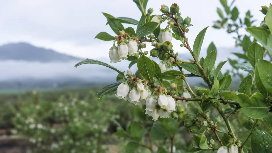 Trichoderma en arándano: manejo biológico de Botrytis y Phytophthora en floración