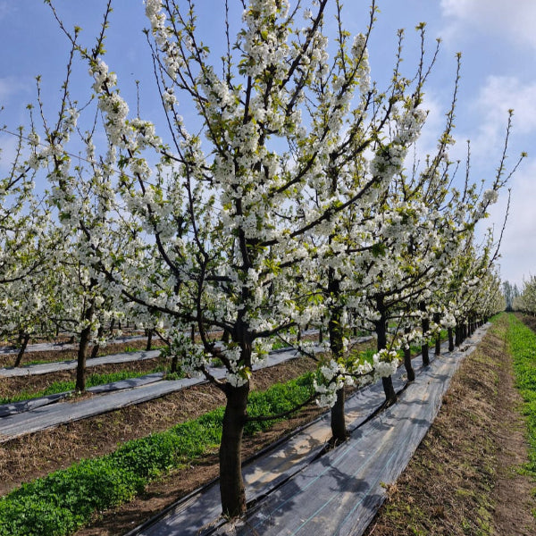 Huerto de cerezo en floración, momento crítico para el control biológico de Botrytis cinerea