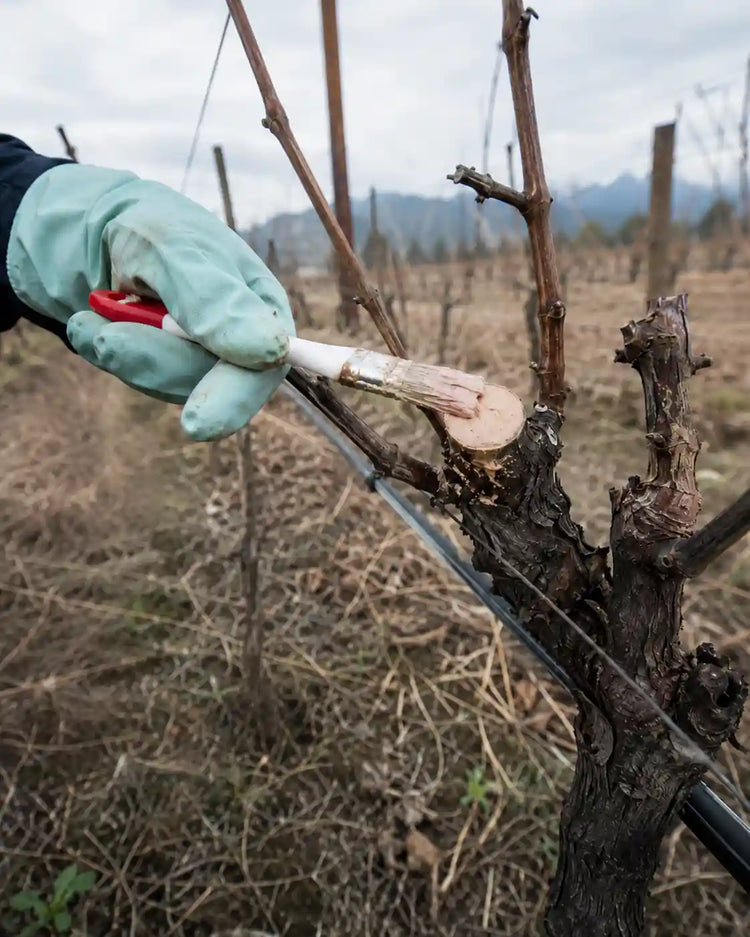  Aplicación de sellador biológico Trichoderma en corte de poda de viña — colección bioinsumos para viña y frutales ITAS