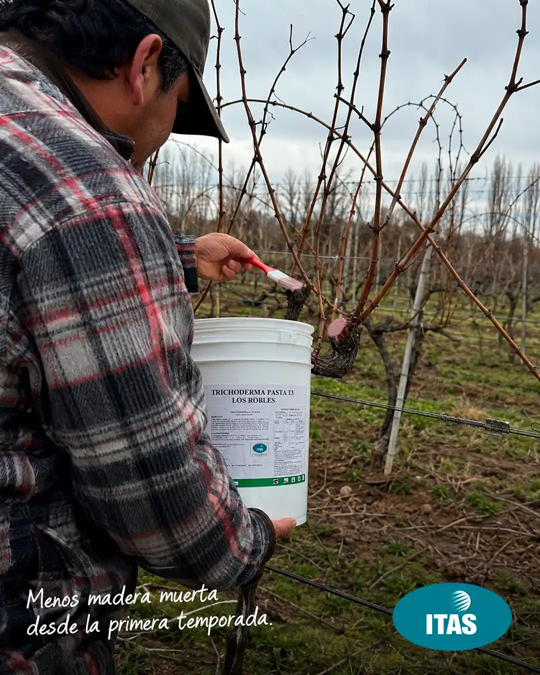 Productor aplicando Trichoderma Pasta en viña — reducción de madera muerta con sellador biológico