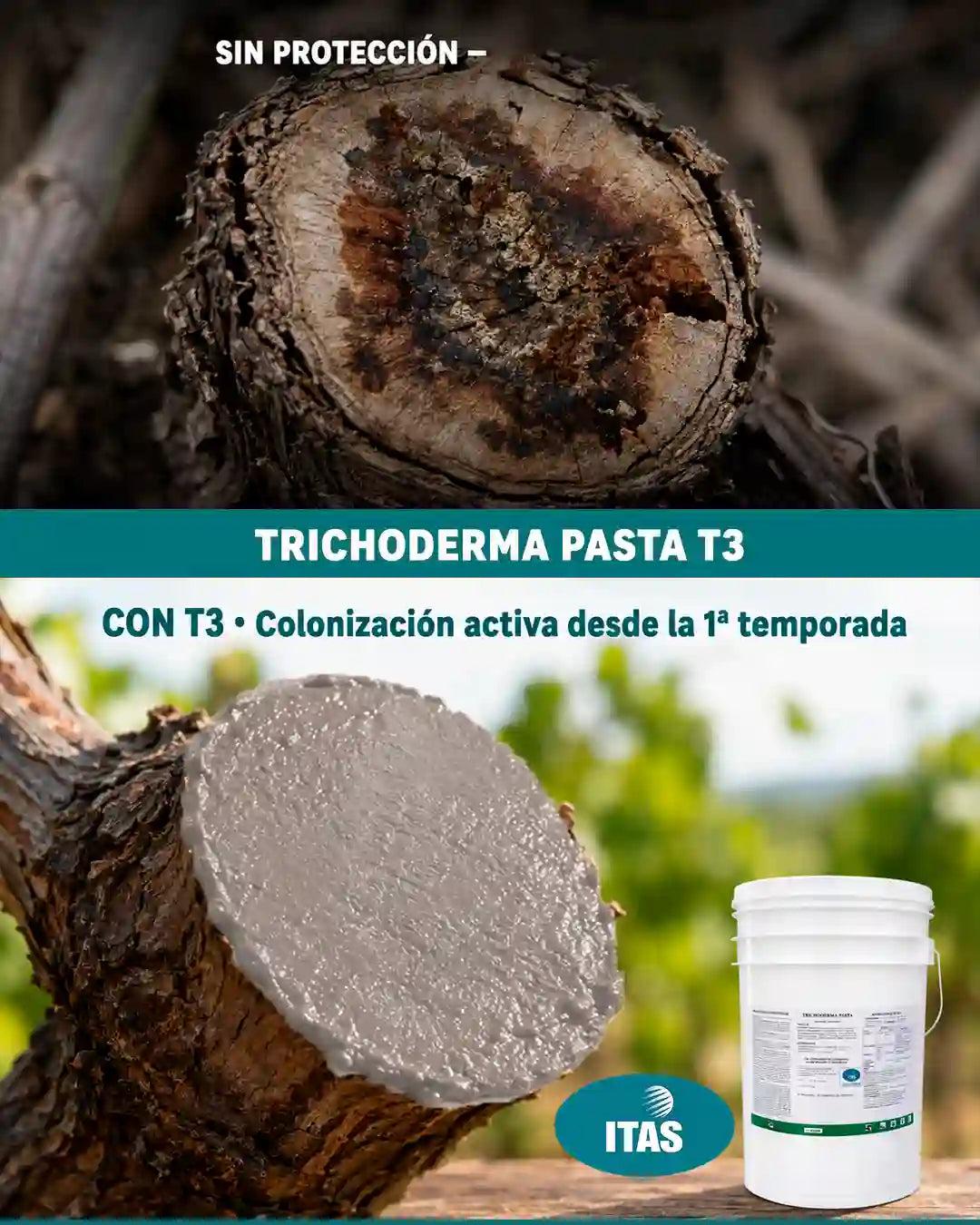 Comparación corte de poda sin protección versus sellado con Trichoderma T3 — colonización activa del tejido