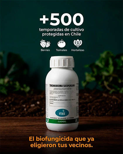 Más de 500 temporadas protegidas en Chile con Trichoderma T3 — berries, tomates y hortalizas