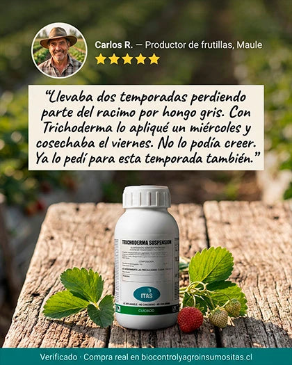 Testimonio agricultor Trichoderma T3 — mejora en cosecha con biofungicida cepa chilena T3 Los Robles